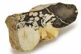 Petrified Peanut Wood Section - Australia #255787-2